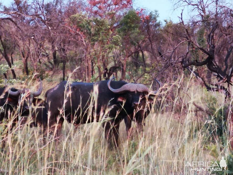 Cape Buffalo South Africa