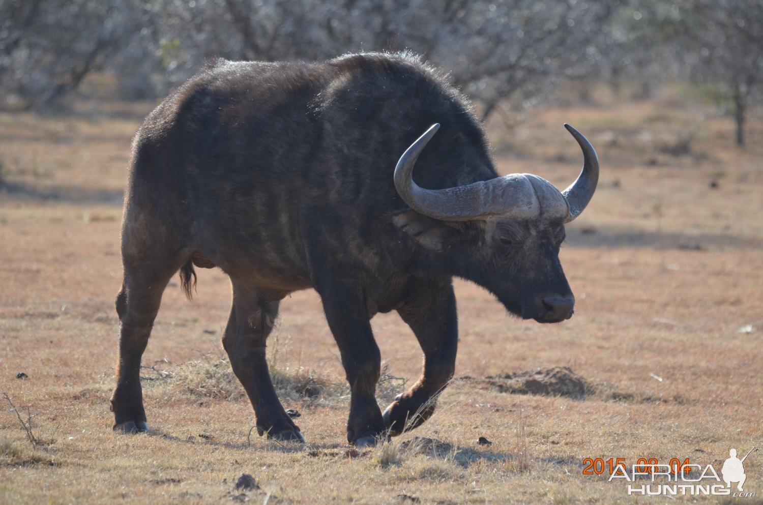 Cape Buffalo South Africa