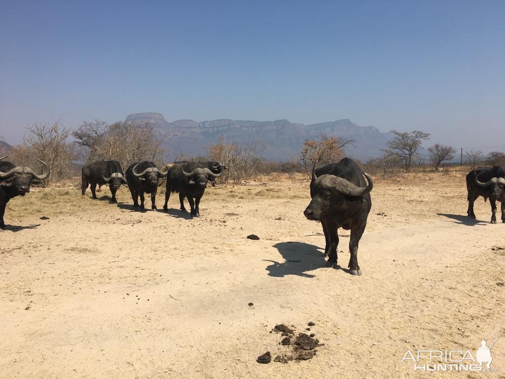 Cape Buffalo South Africa