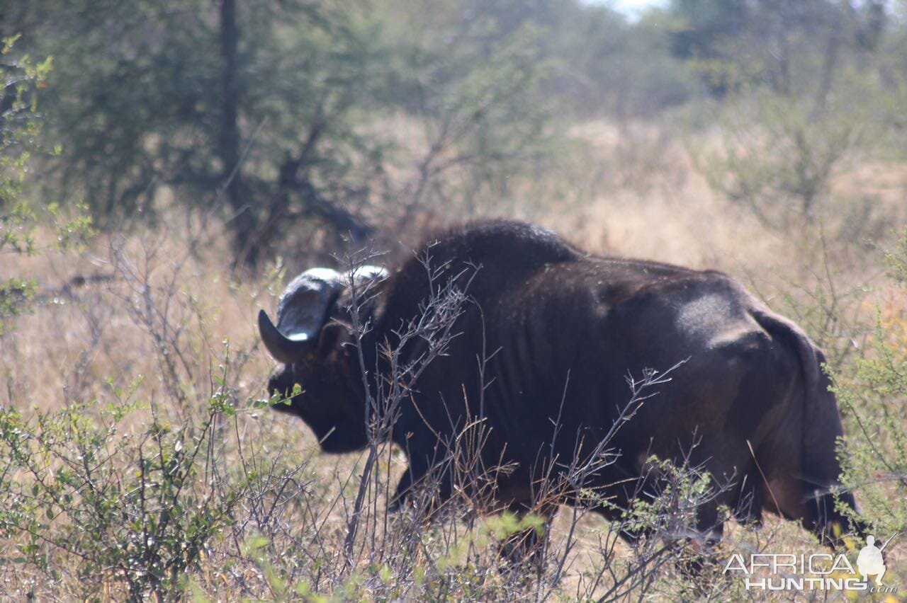 Cape Buffalo South Africa