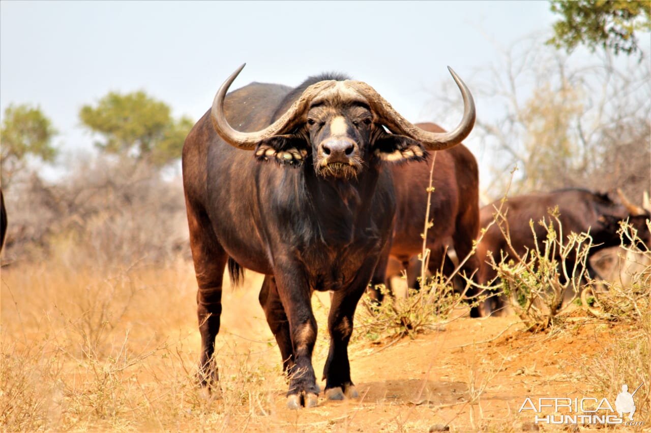 Cape Buffalo South Africa