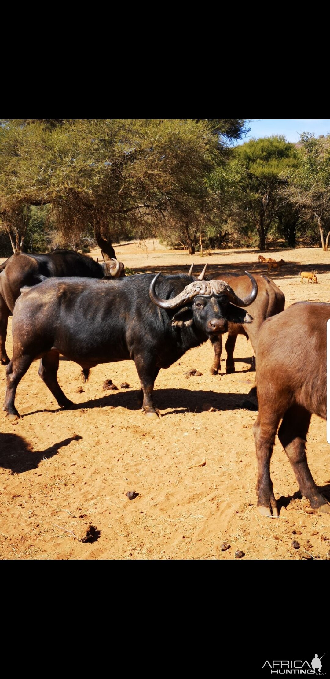 Cape Buffalo South Africa