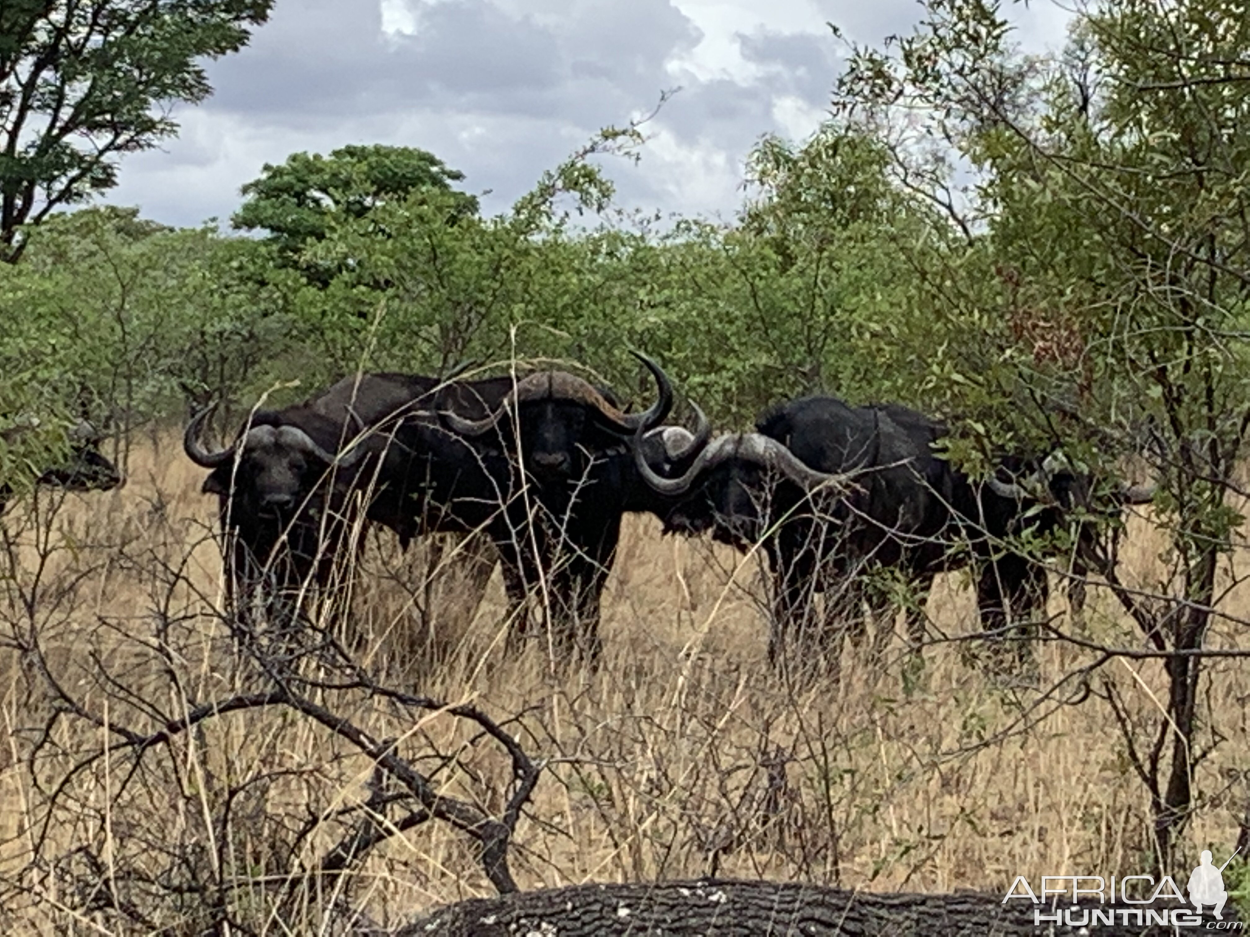 Cape Buffalo South Africa