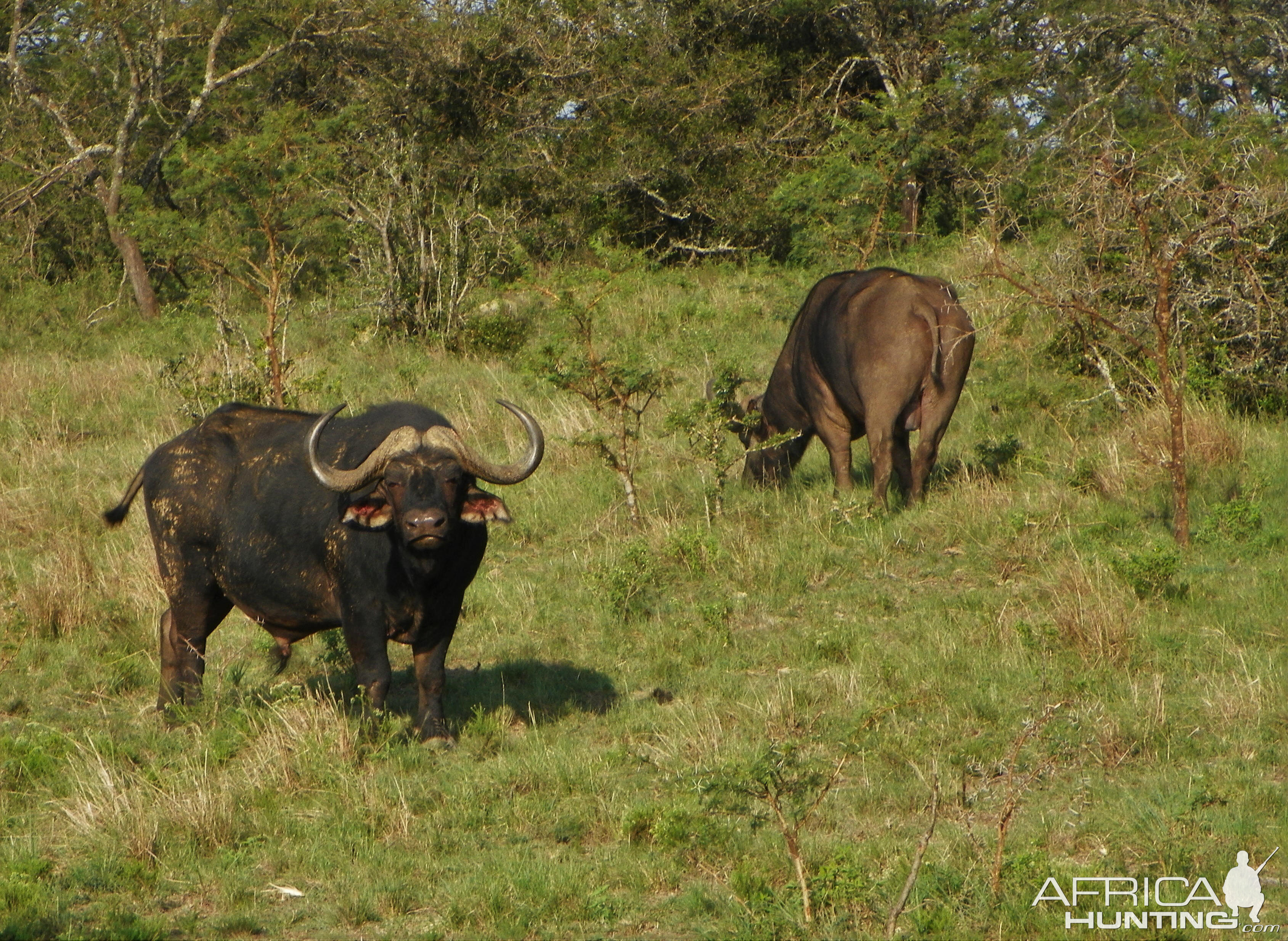 Cape Buffalo South Africa