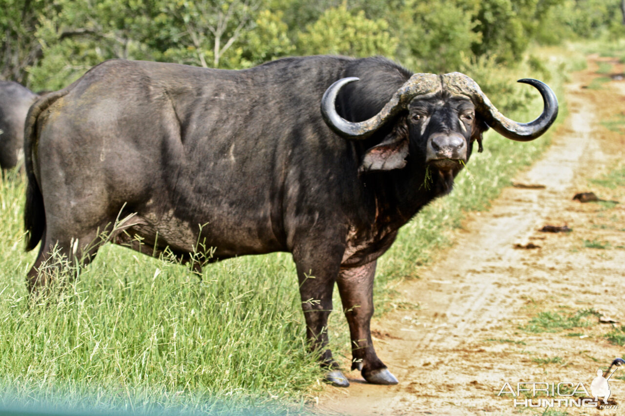 Cape Buffalo South Africa