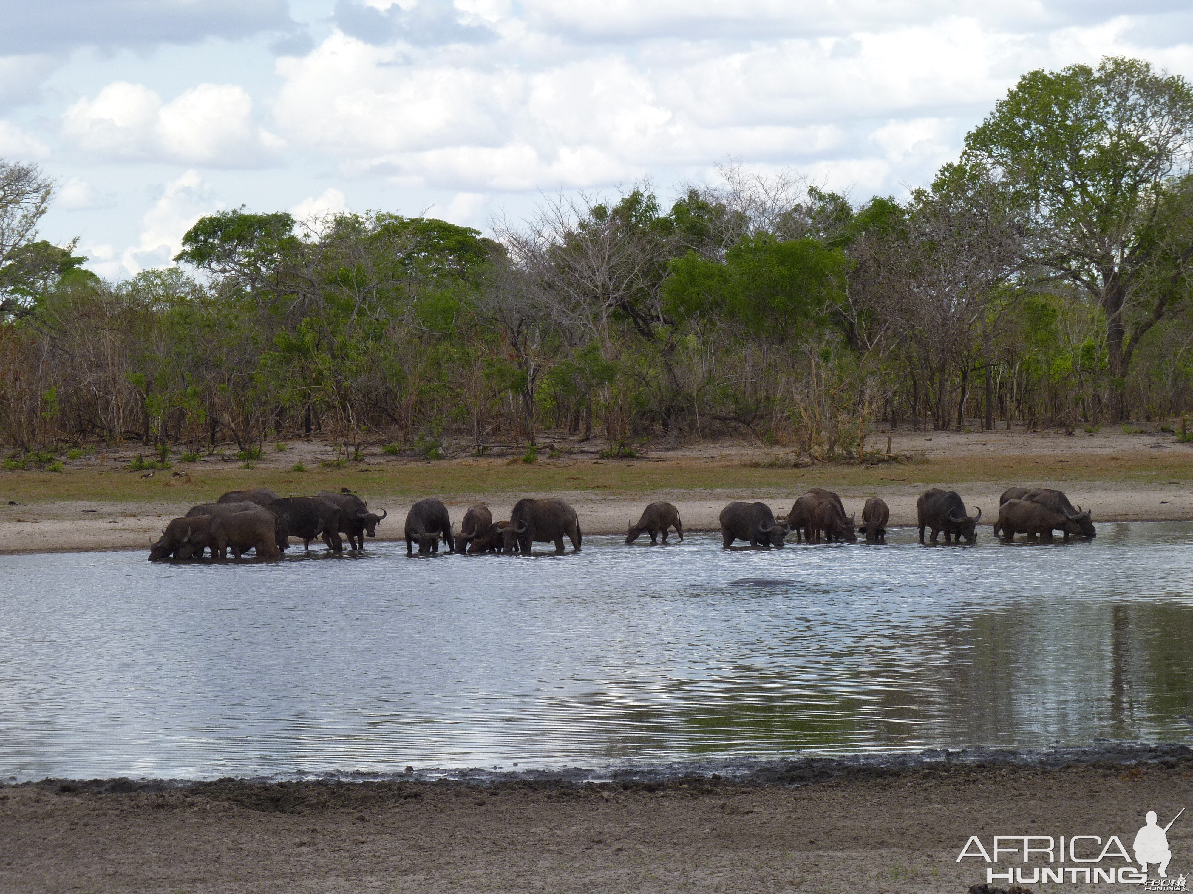 Cape Buffalo Tanzania