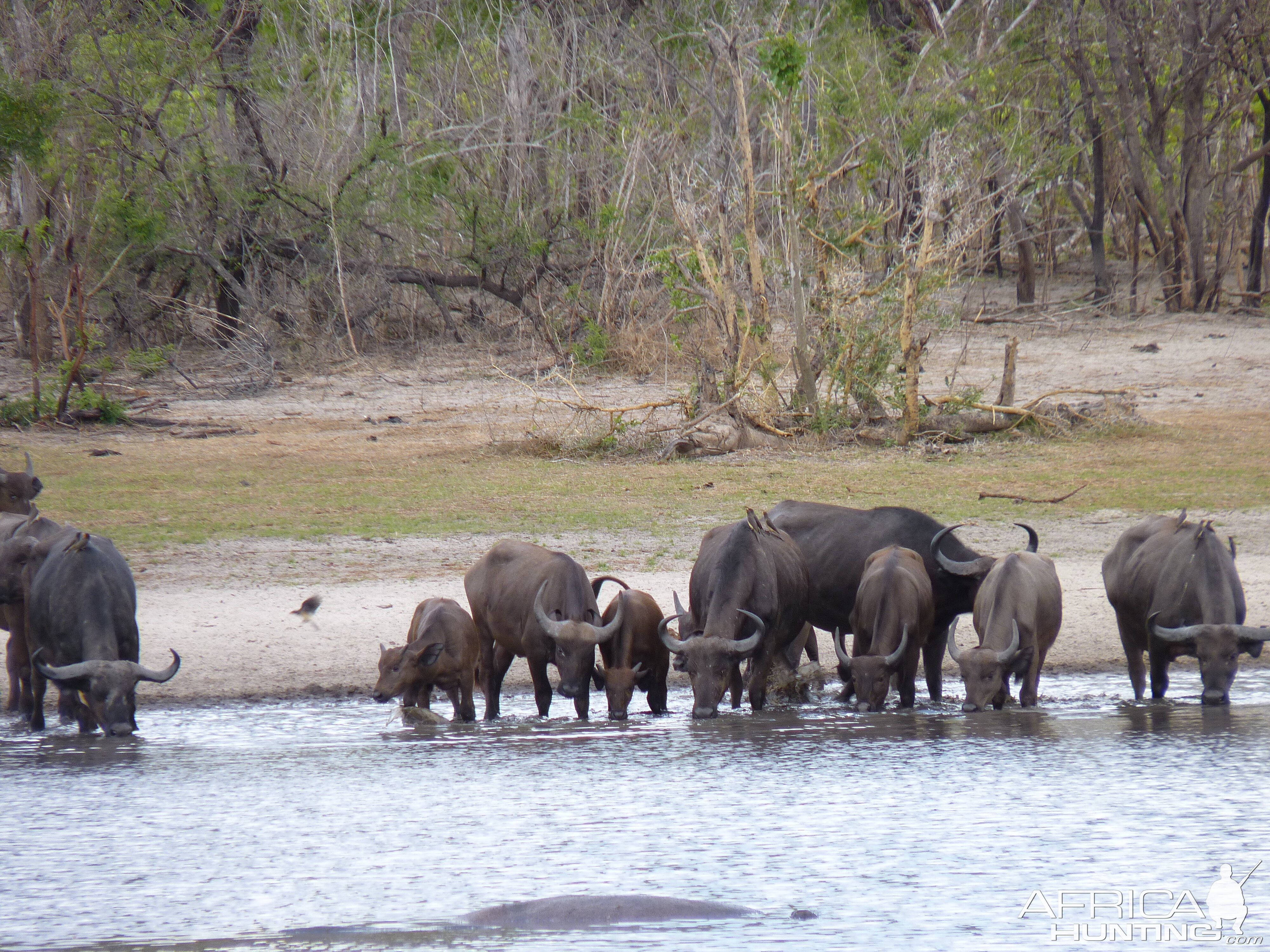 Cape Buffalo Tanzania