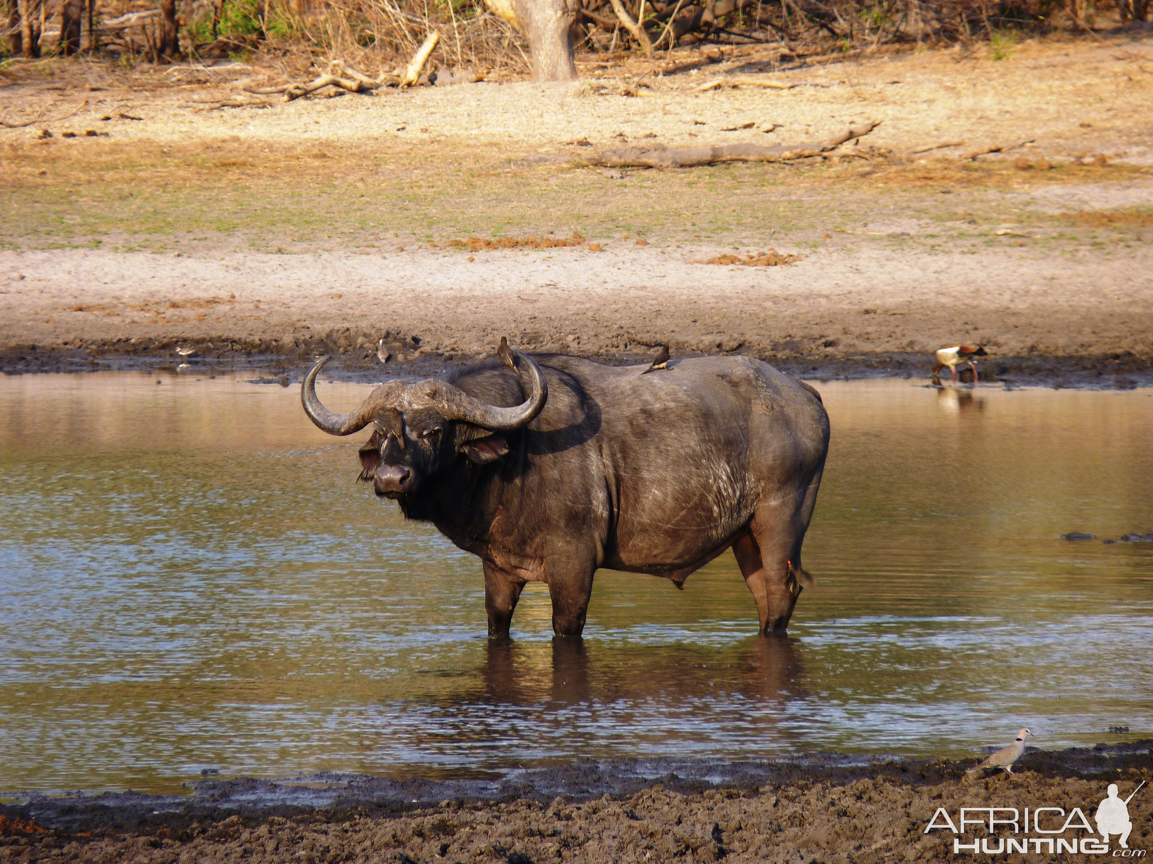 Cape Buffalo Tanzania