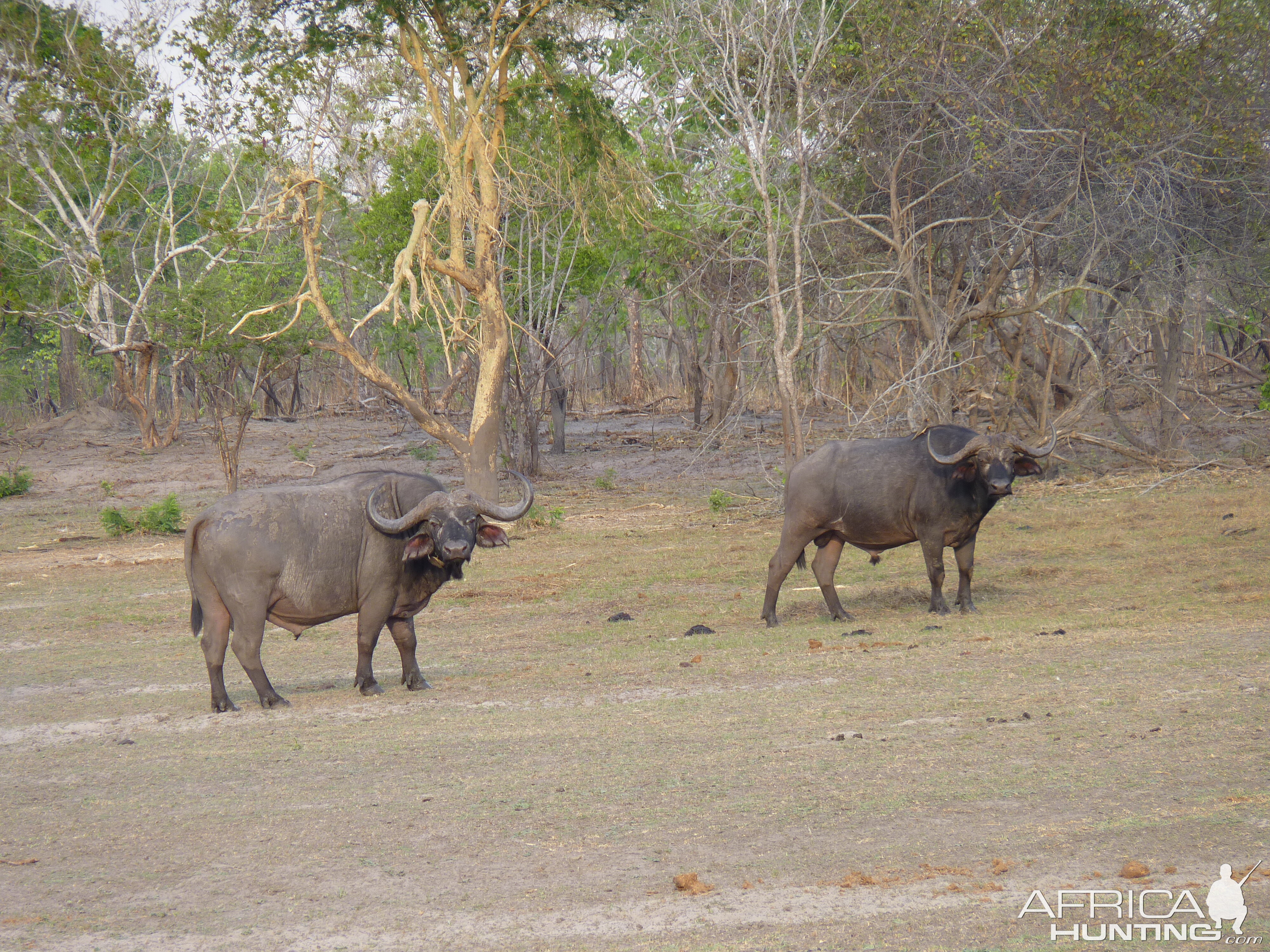 Cape Buffalo Tanzania