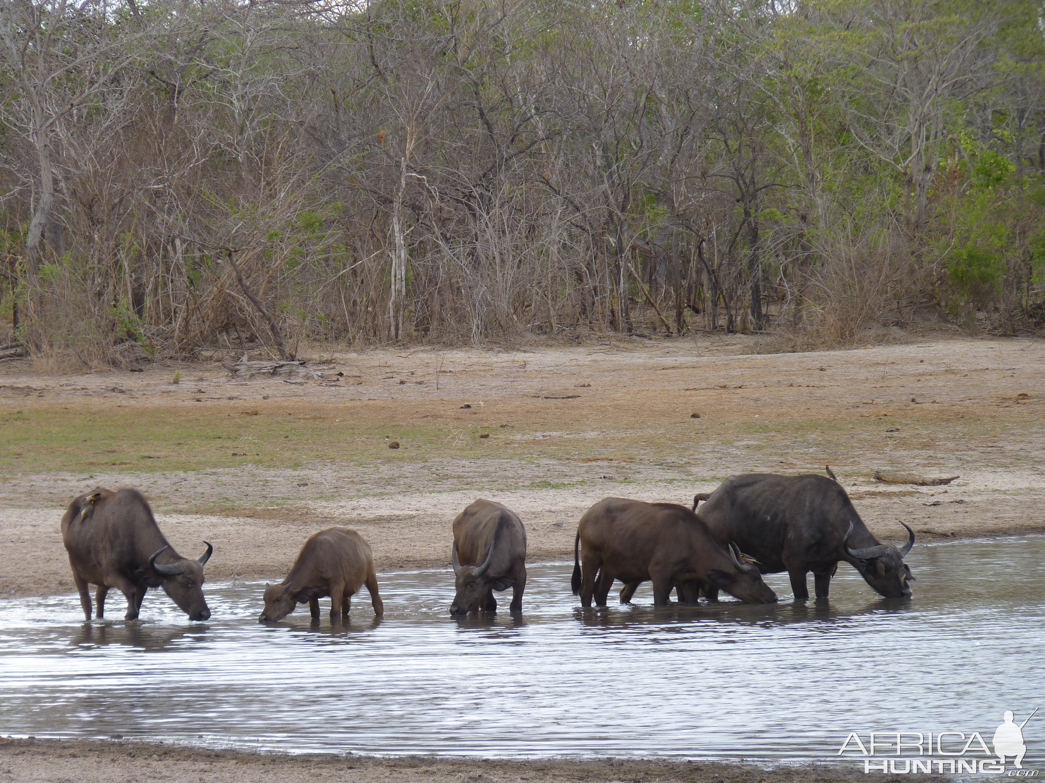 Cape Buffalo Tanzania