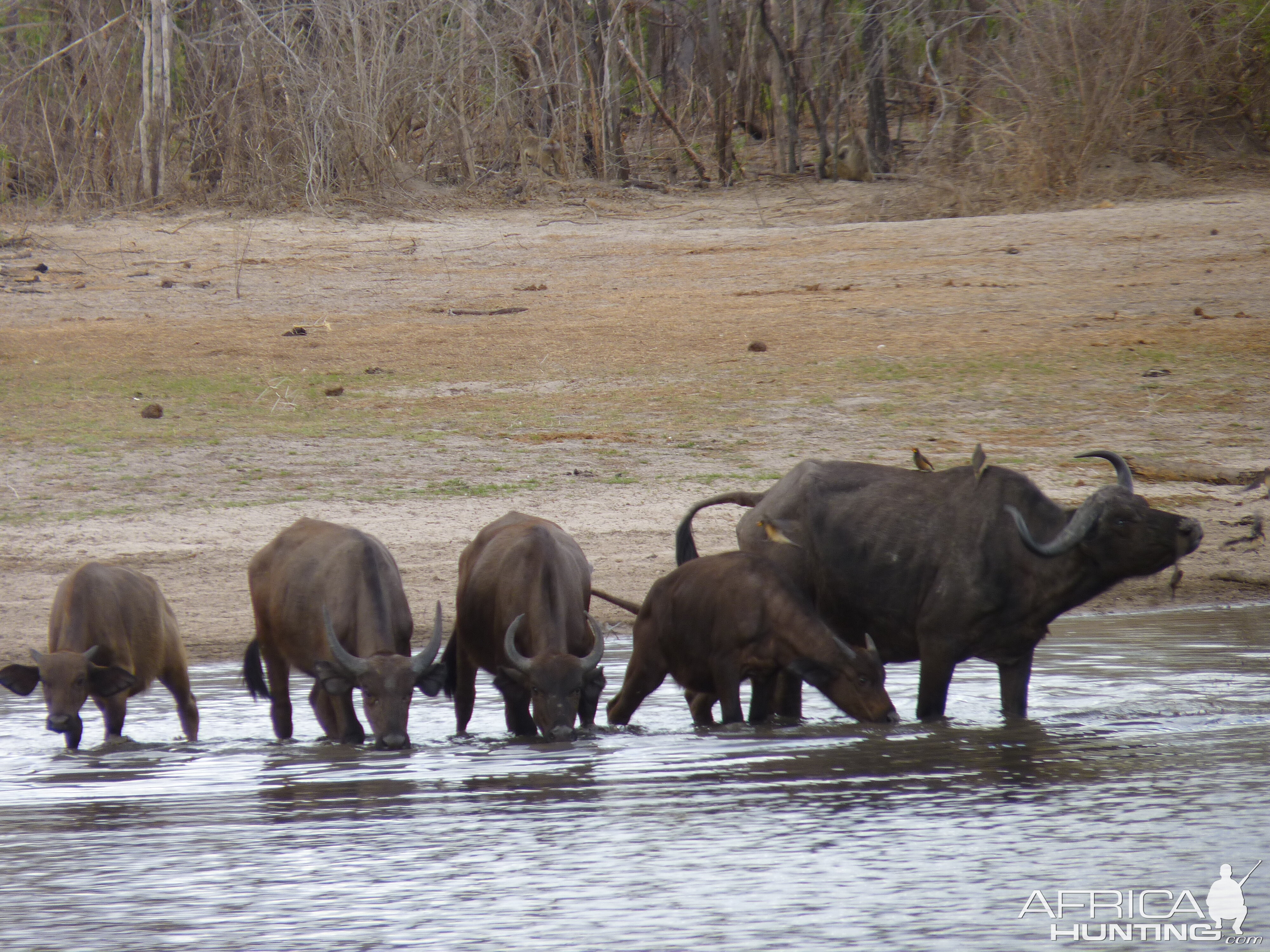 Cape Buffalo Tanzania