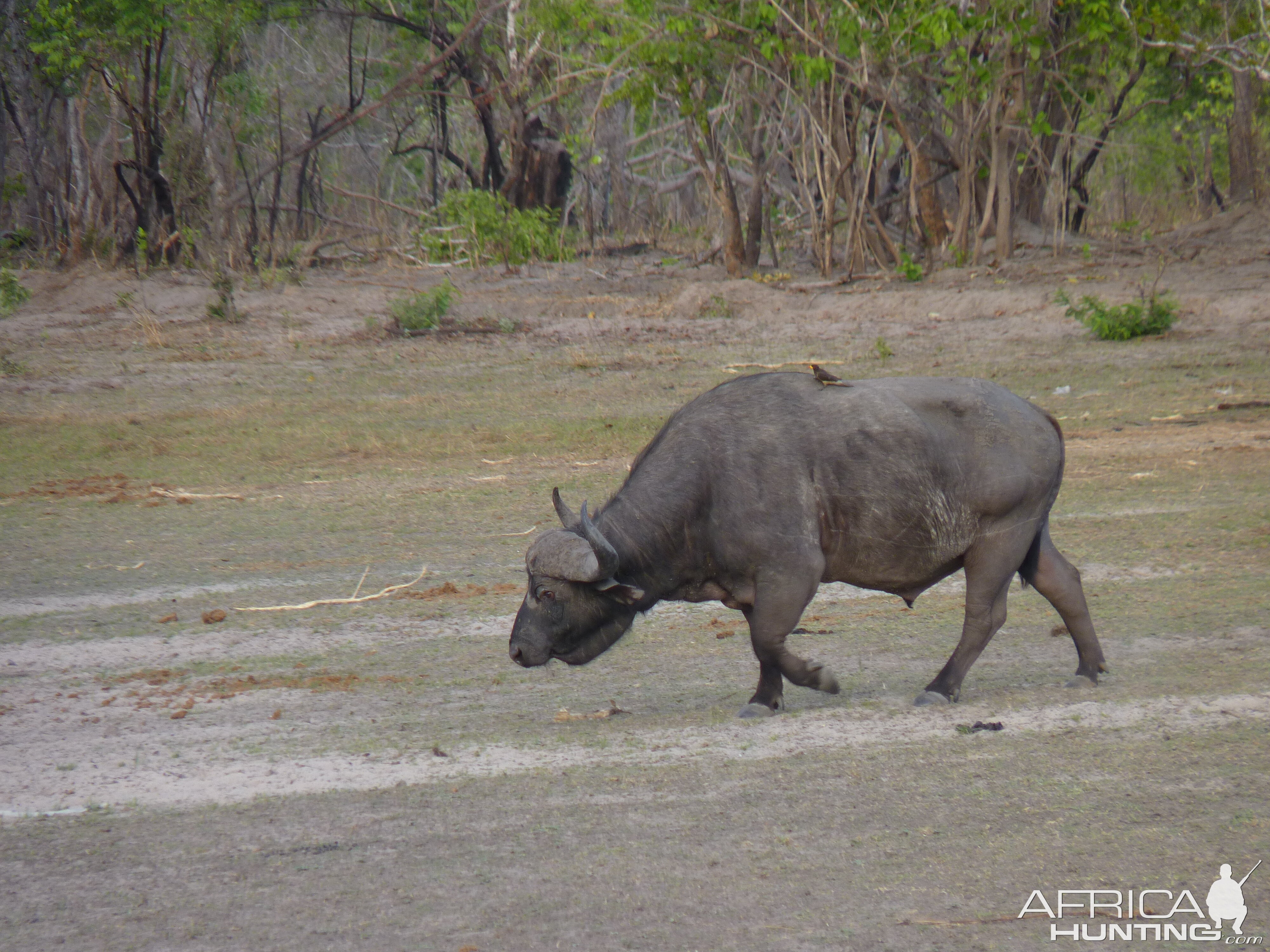 Cape Buffalo Tanzania