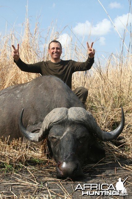 Cape Buffalo Tanzania