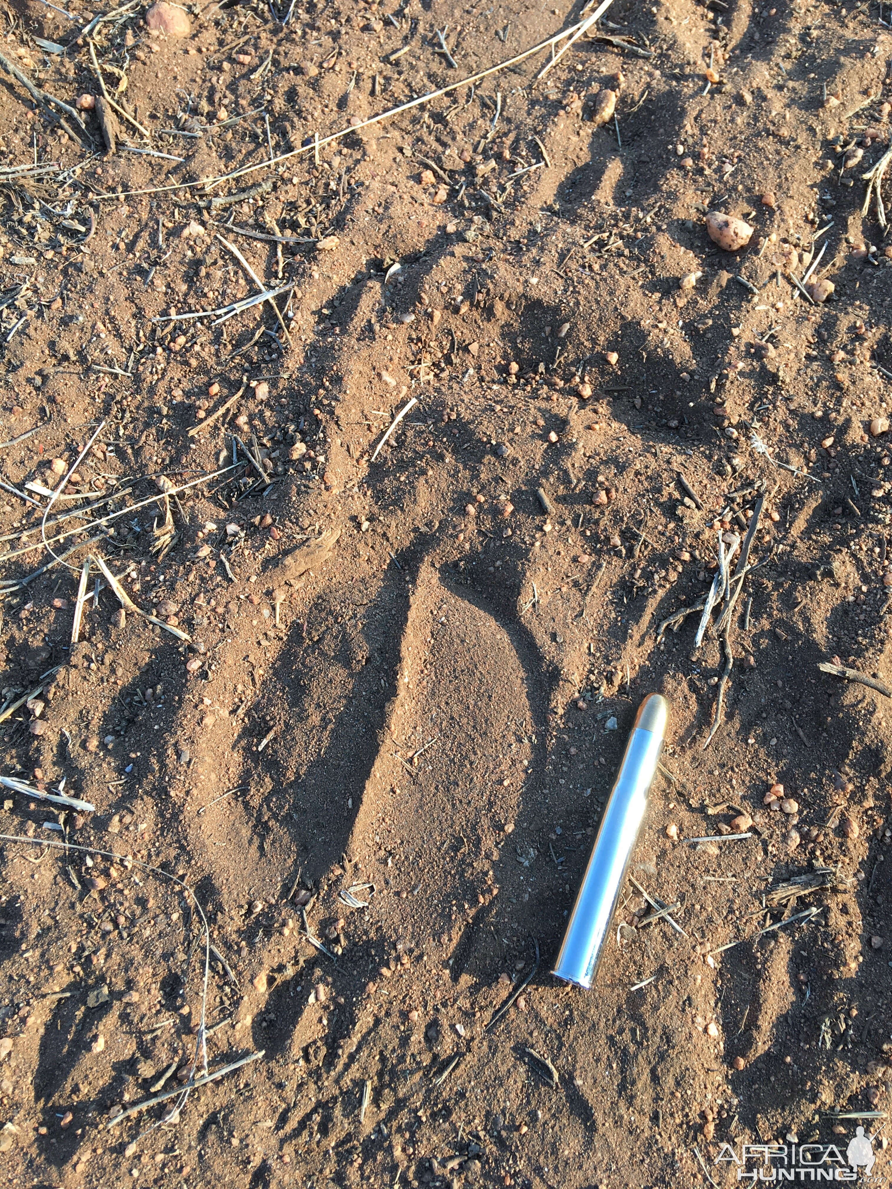 Cape Buffalo track South Africa