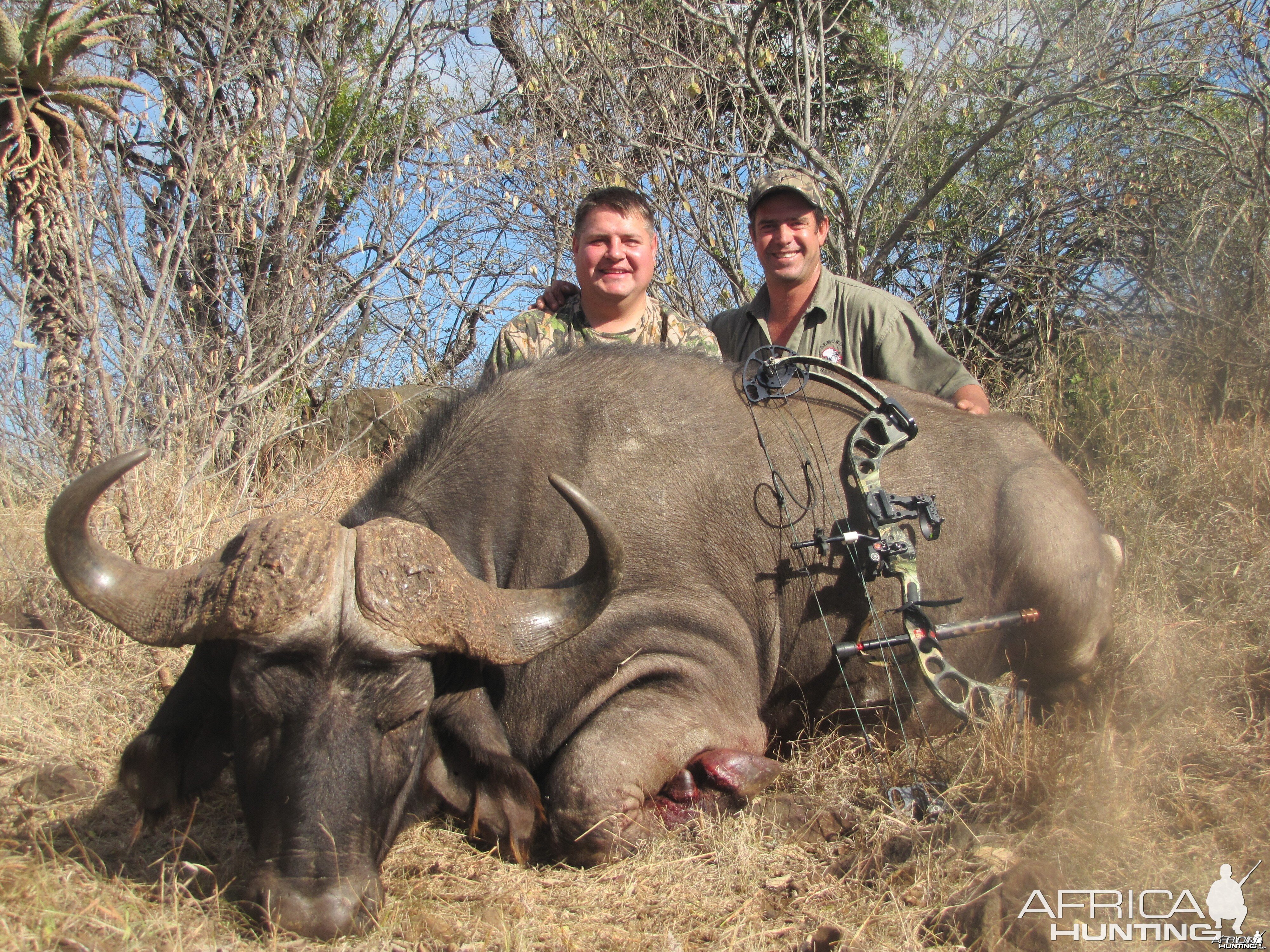 Cape Buffalo "Walk and Stalk" Leeukop Safaris