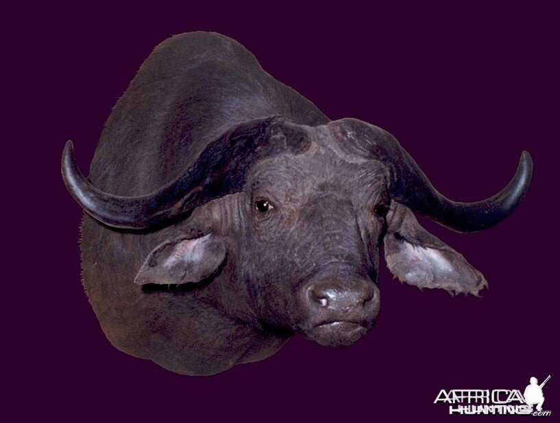 Cape Buffalo Wall Mount