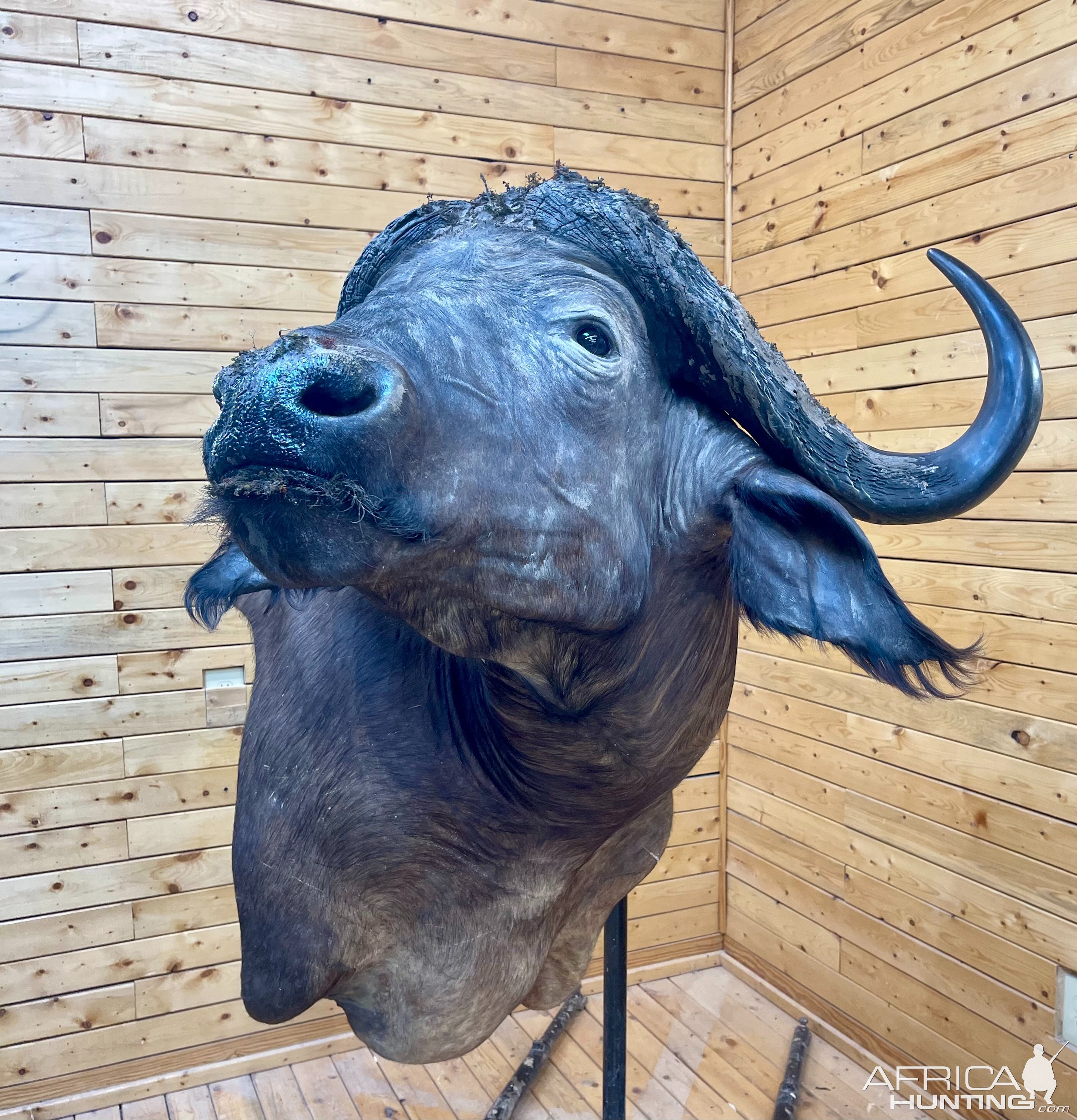 Cape Buffalo Wall Pedestal Mount Taxidermy