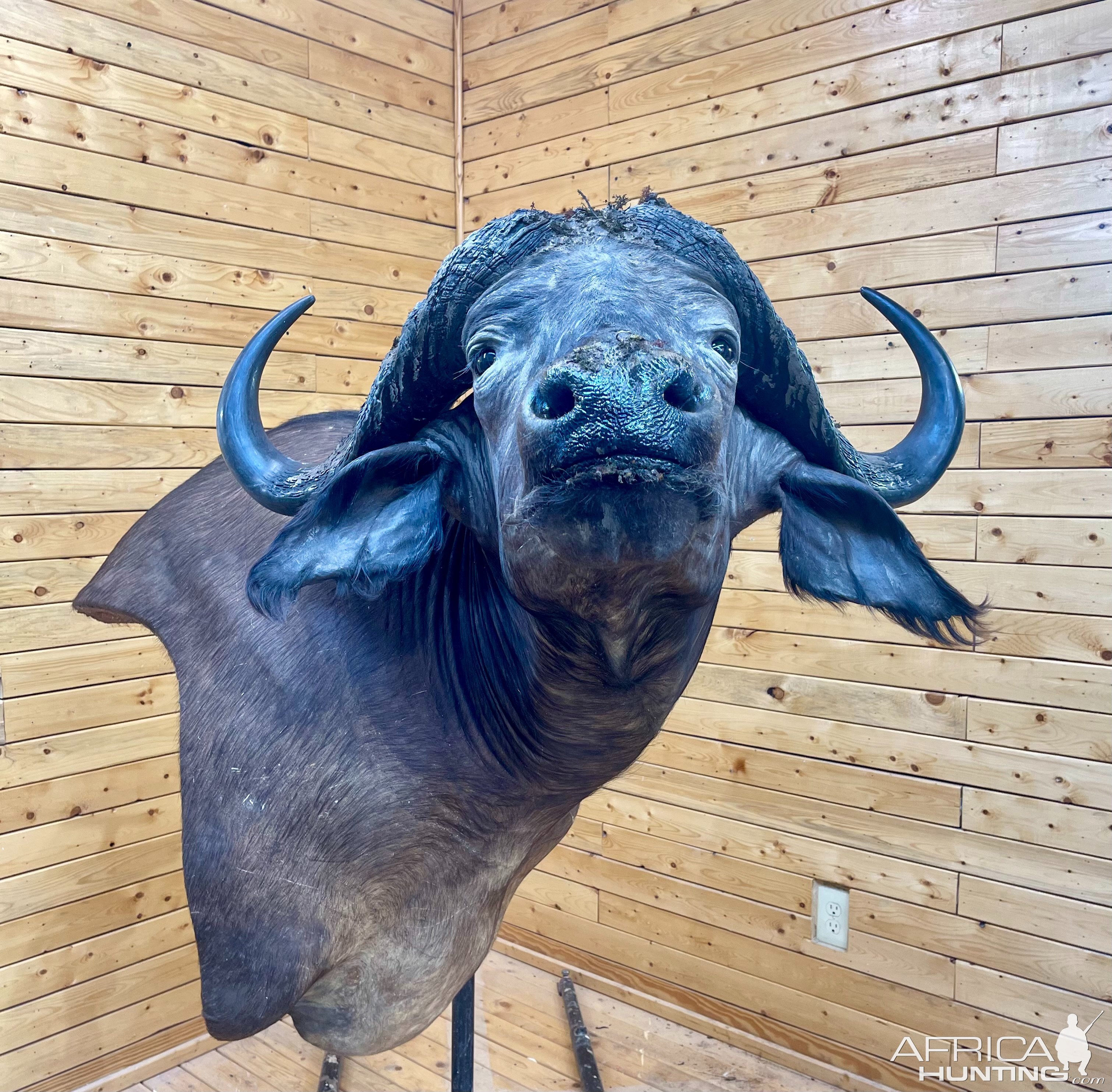 Cape Buffalo Wall Pedestal Mount Taxidermy