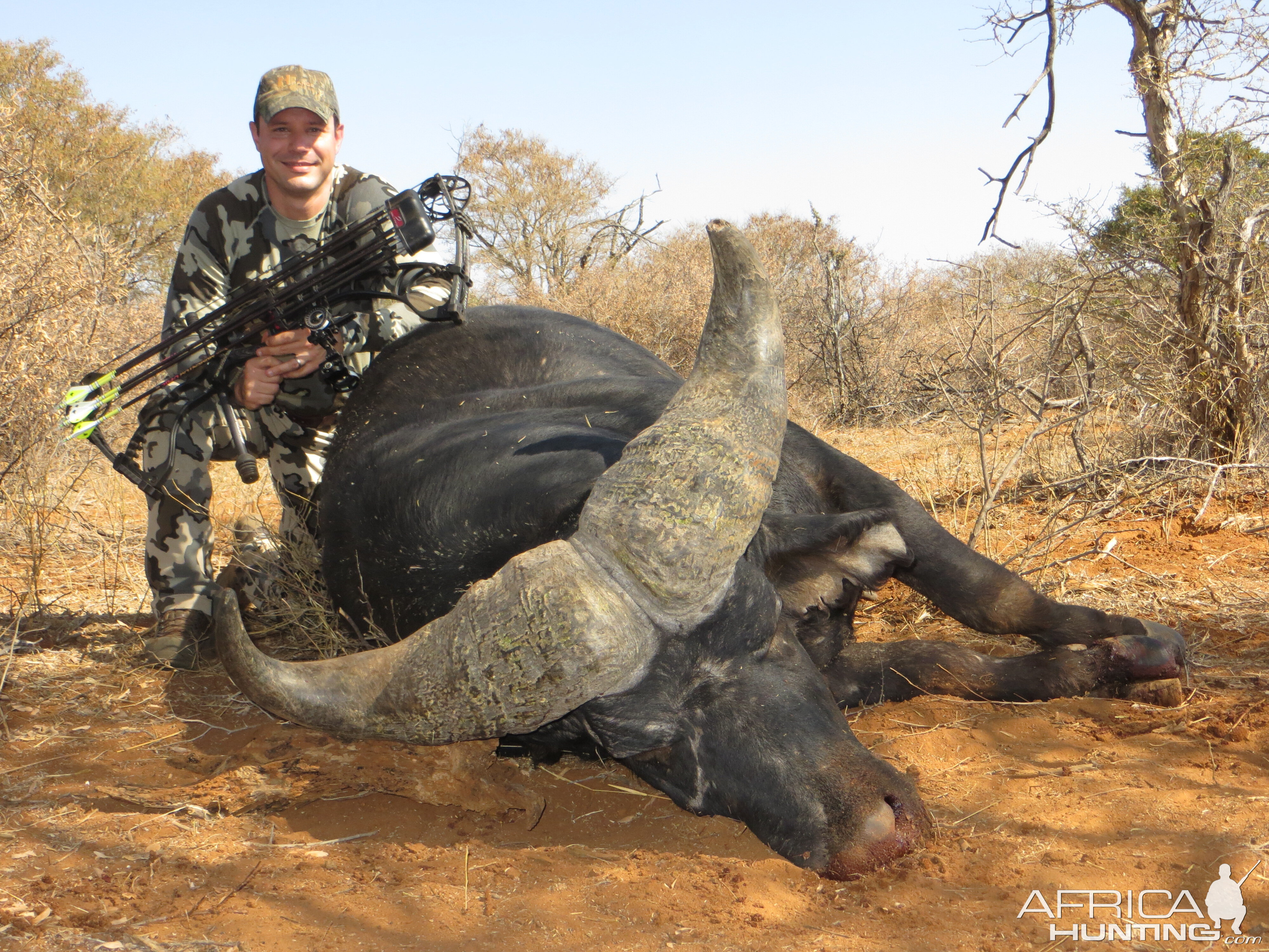 Cape Buffalo with Limcroma Safaris