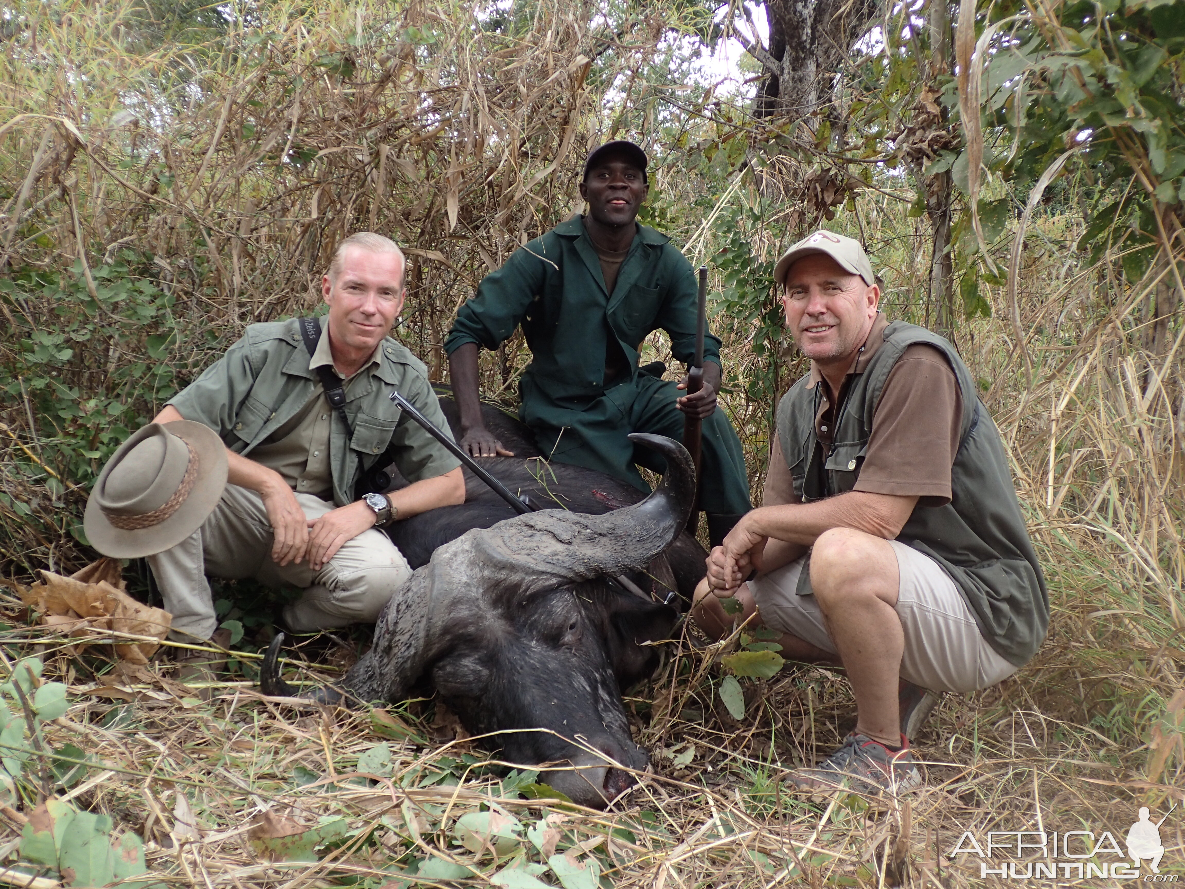 Cape Buffalo Zambia Hunting