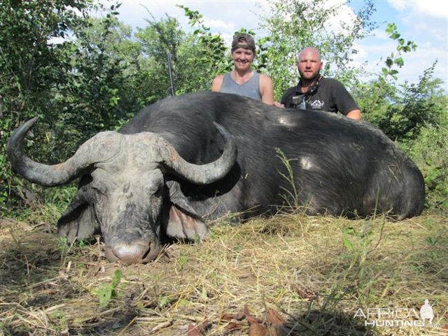 Cape Buffalo Zimbabwe Hunt