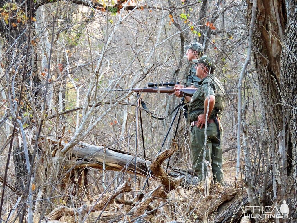 Cape Buffalo Zimbabwe Hunt | AfricaHunting.com