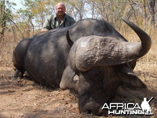 Cape Buffalo Zimbabwe