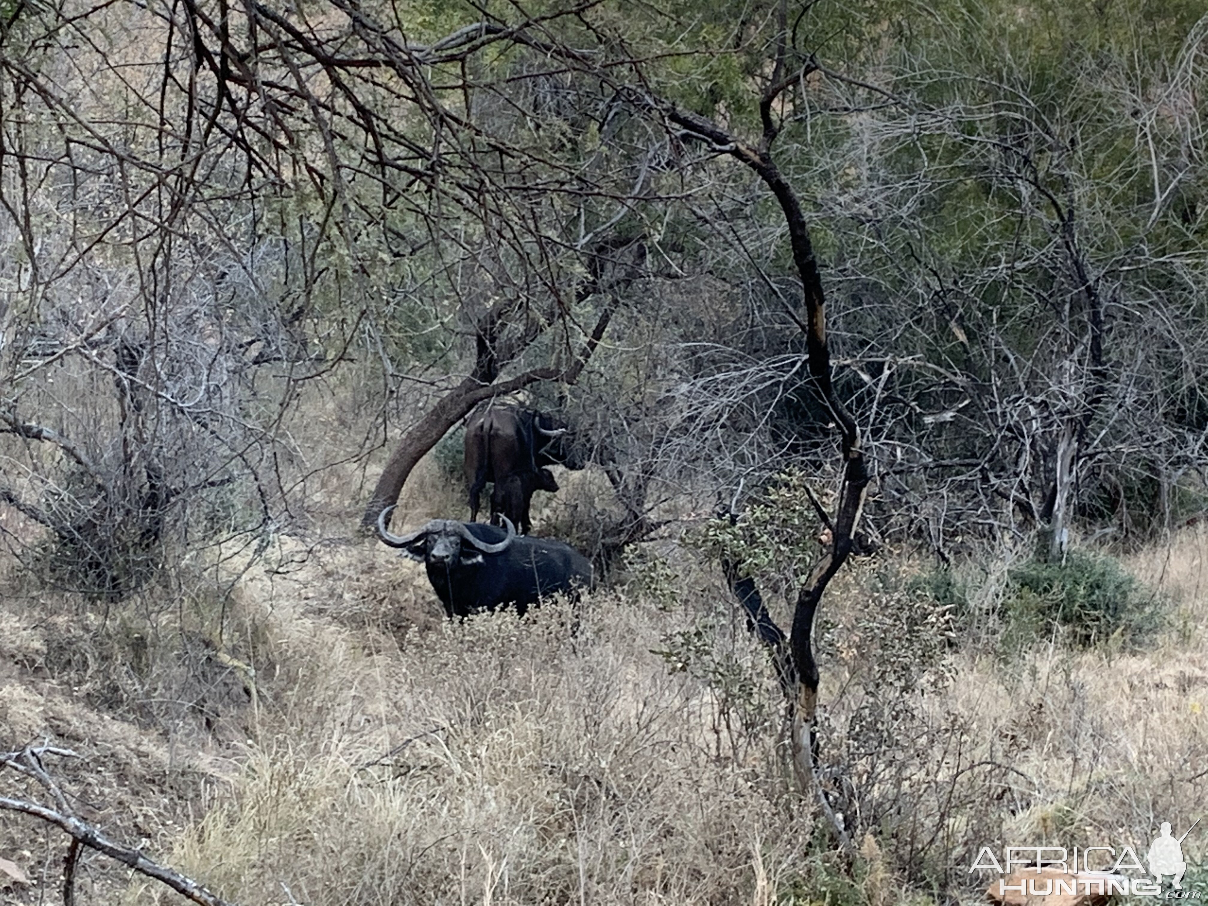 Cape Buffalo