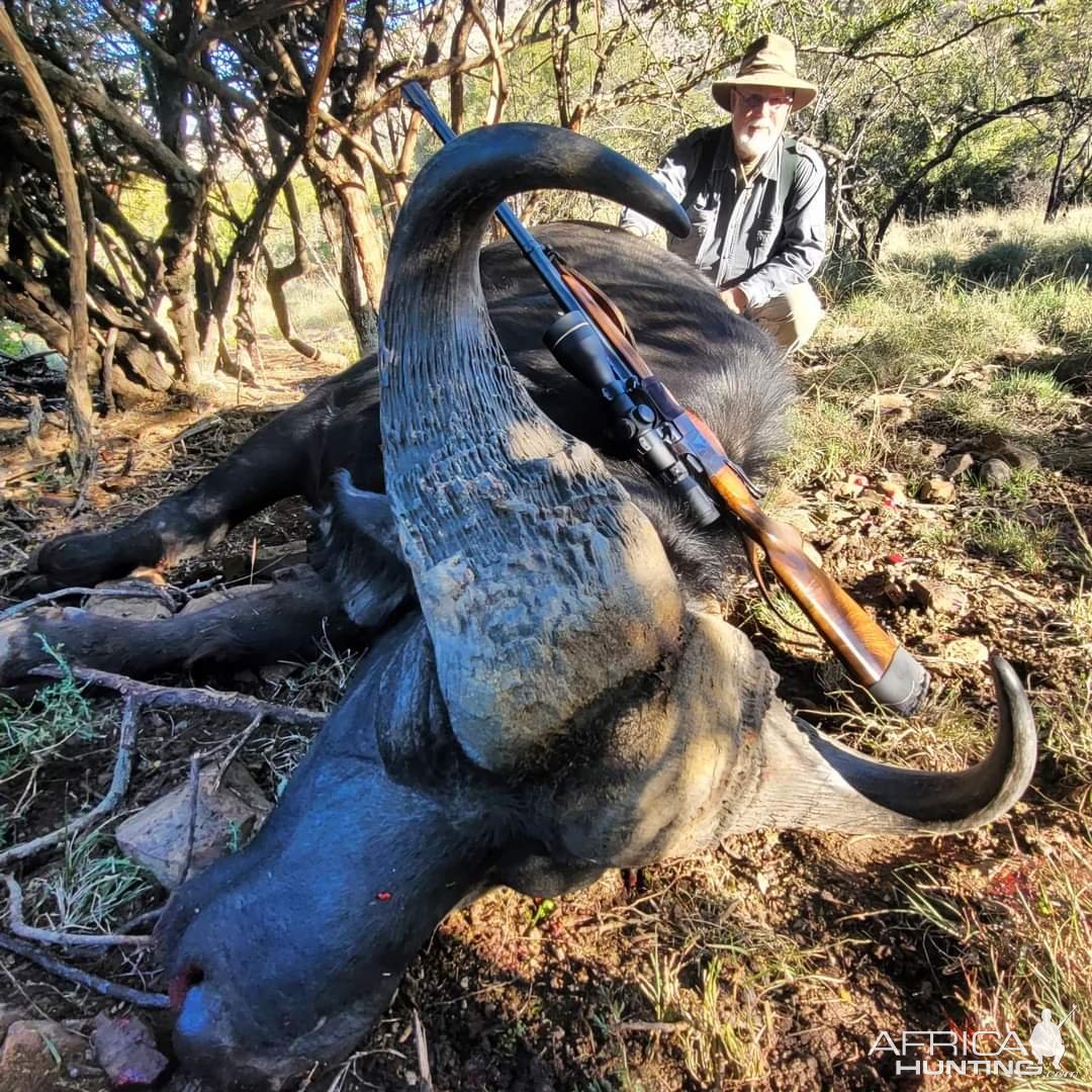 Cape Buffalo