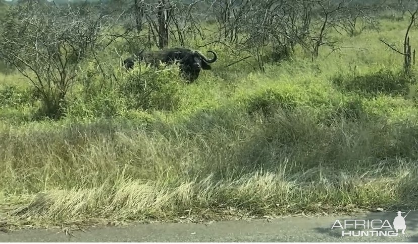 Cape Buffalo