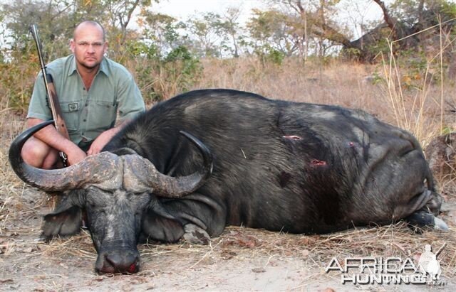 Cape Buffalo