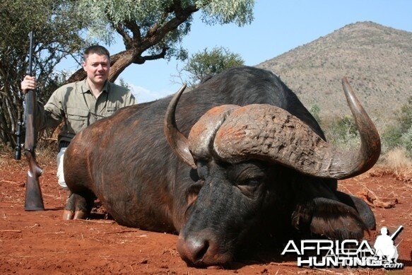 Cape Buffalo