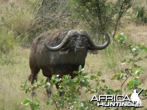 Cape buffalo