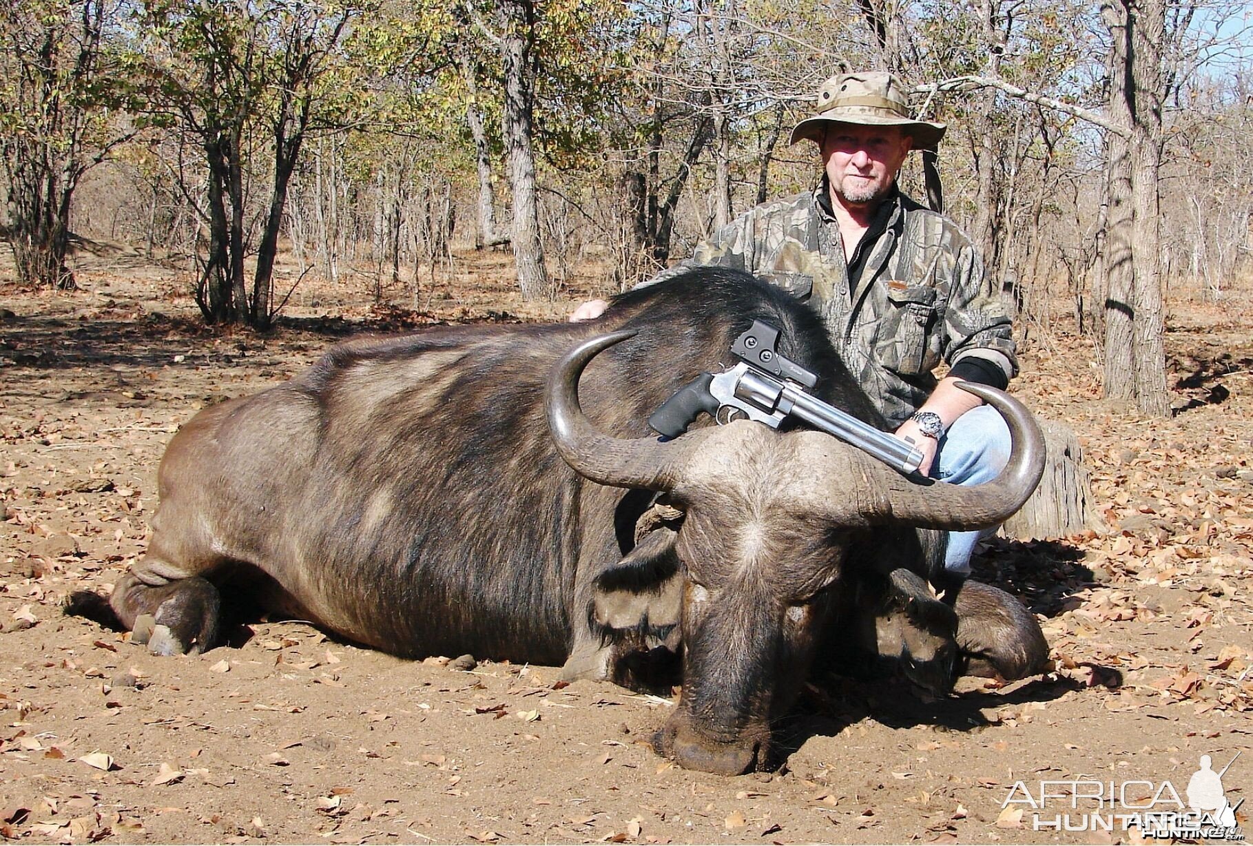 cape buffalo