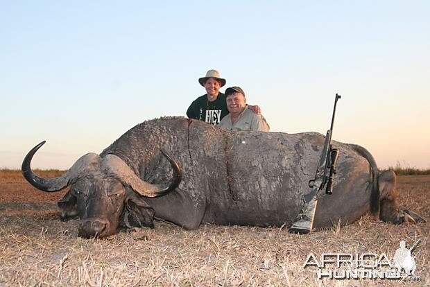 Cape Buffalo