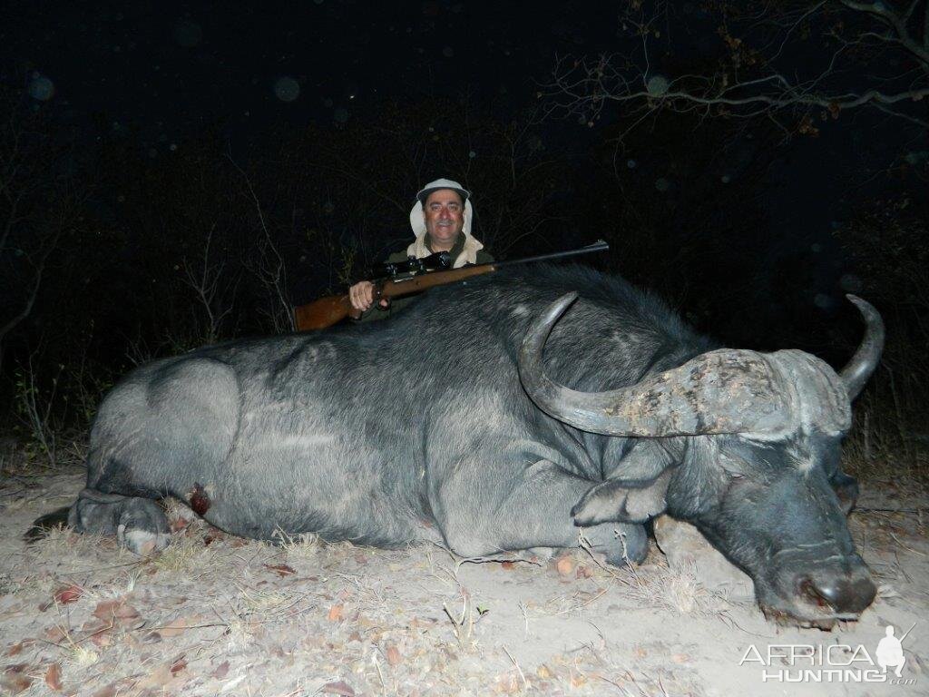 Cape Buffalo