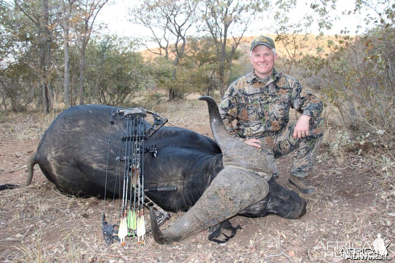 Cape Buffalo