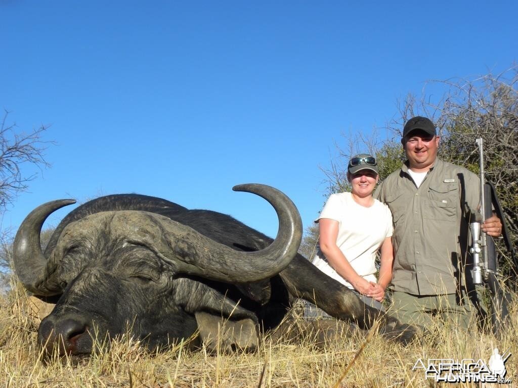 Cape Buffalo