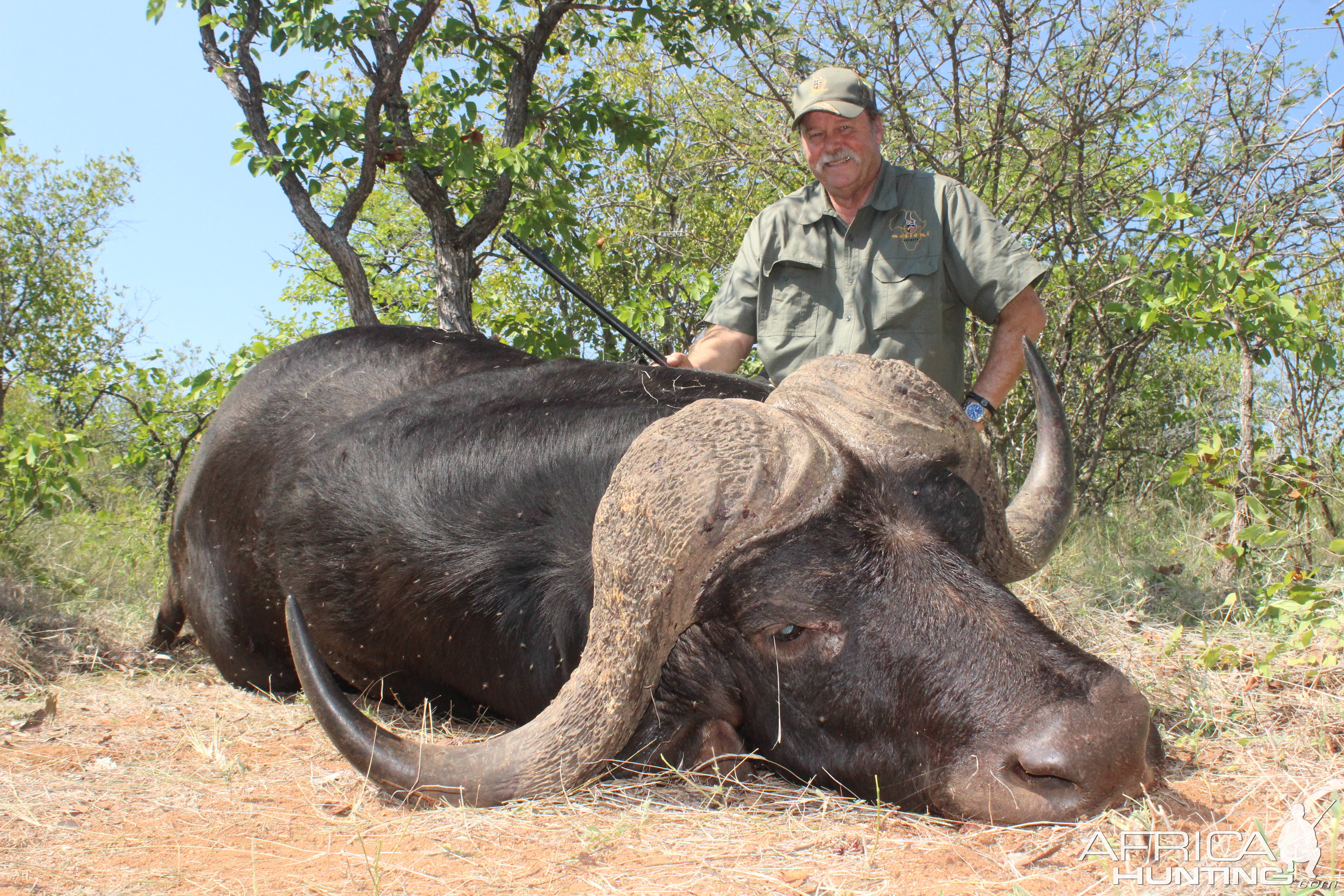 Cape Buffalo