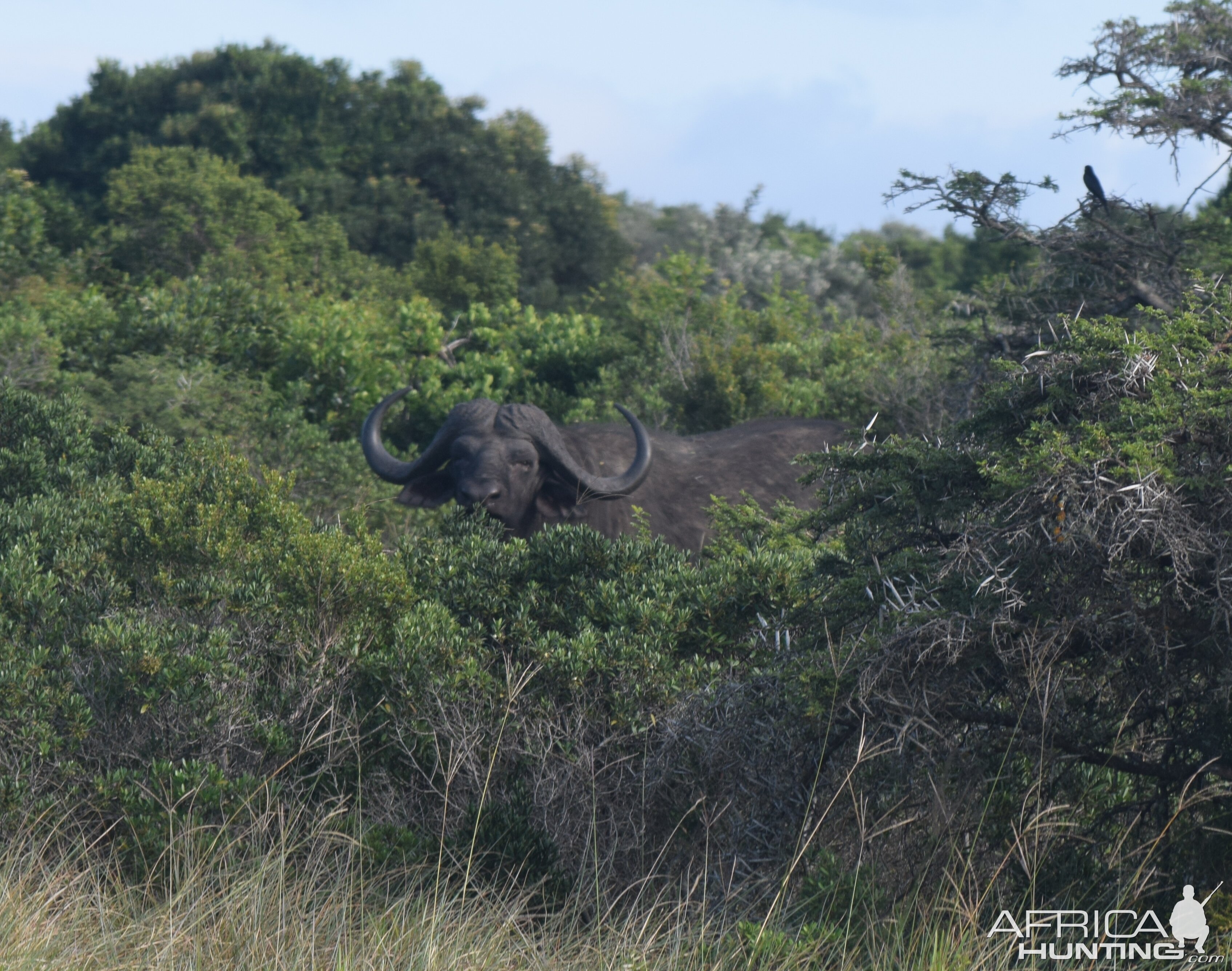 Cape buffalo