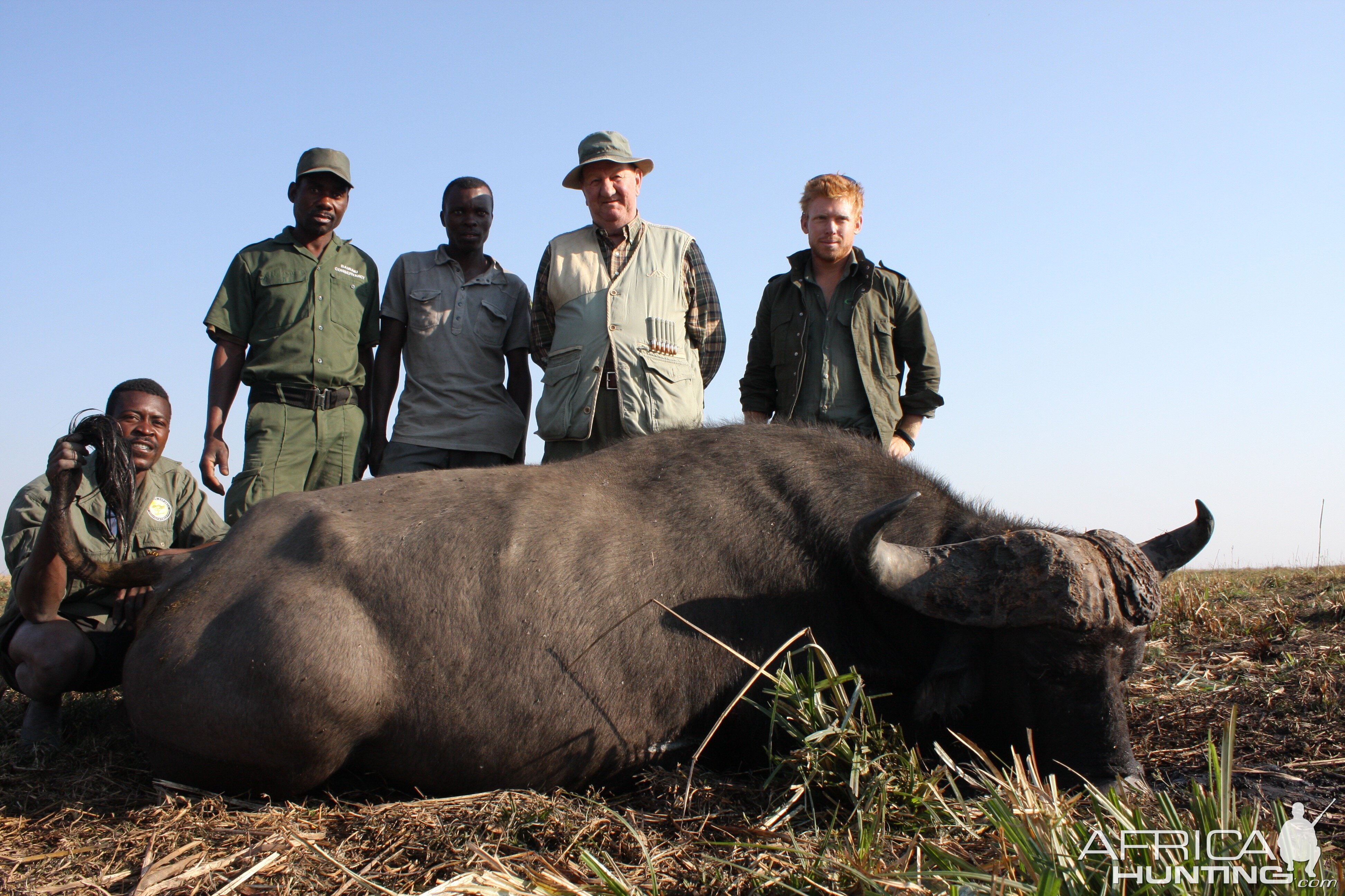 Cape Buffalo