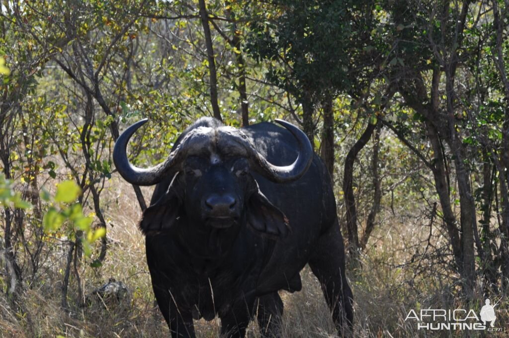 Cape Buffalo