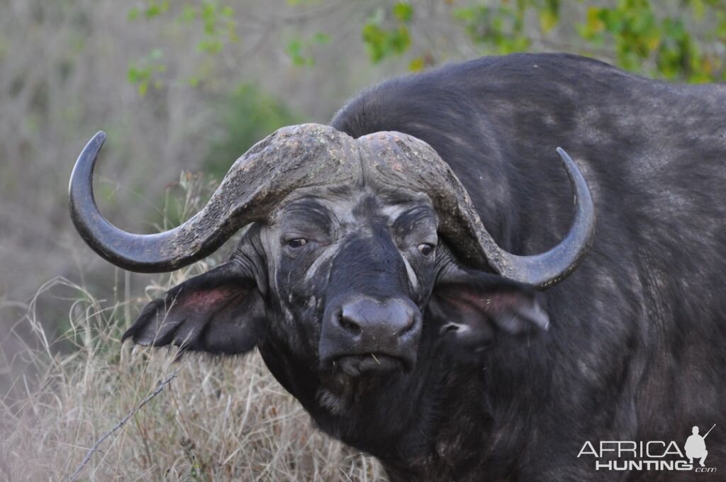 Cape Buffalo