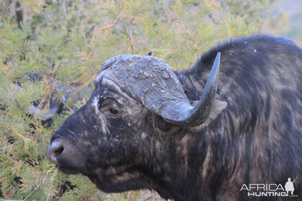 Cape Buffalo