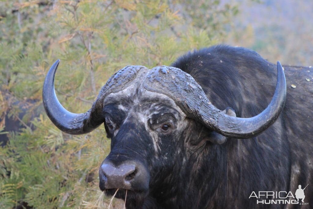 Cape Buffalo