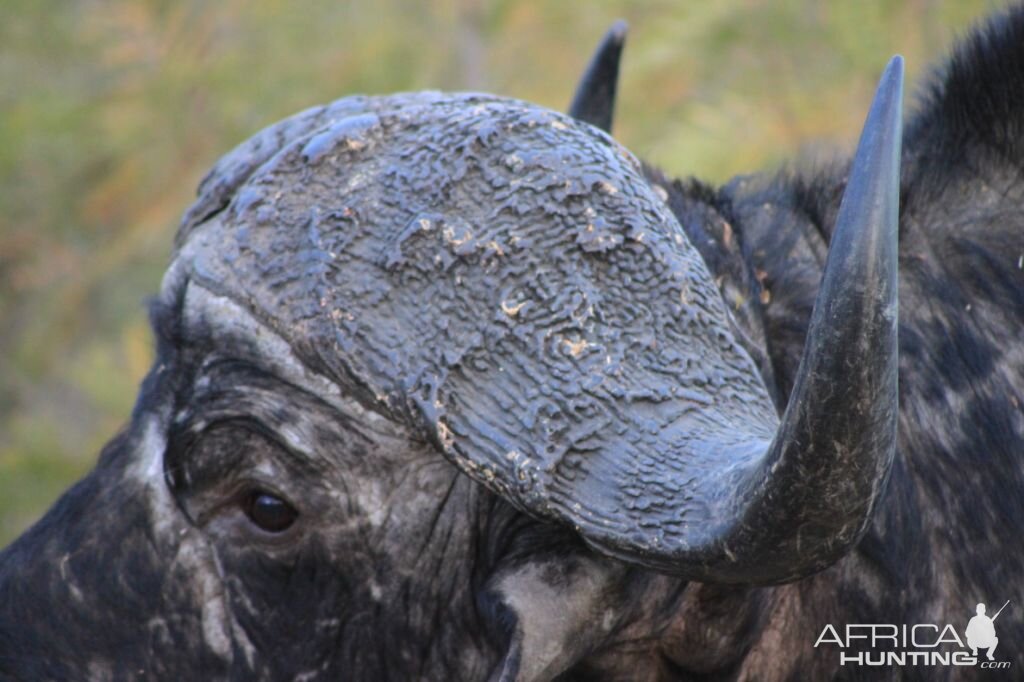 Cape Buffalo