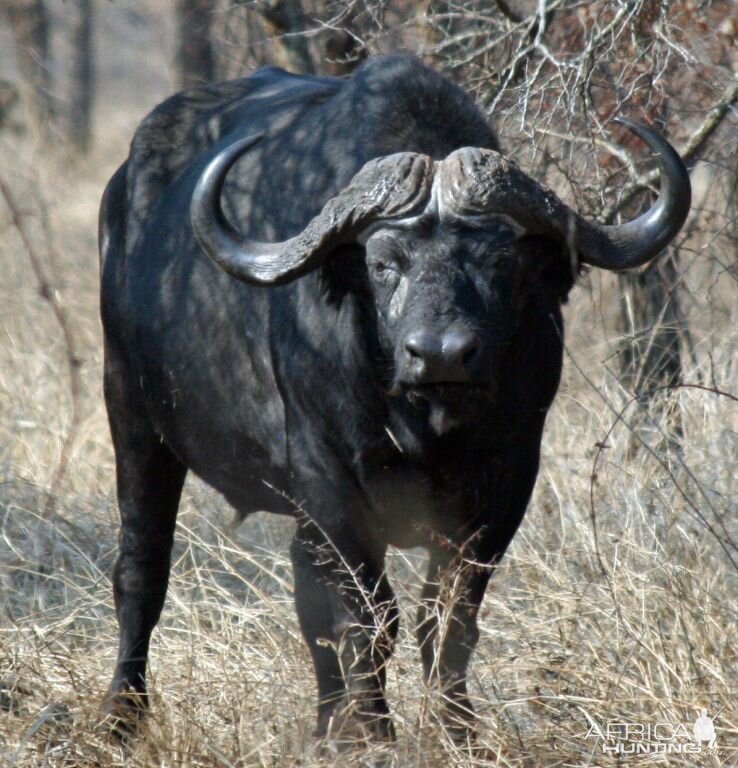 Cape Buffalo