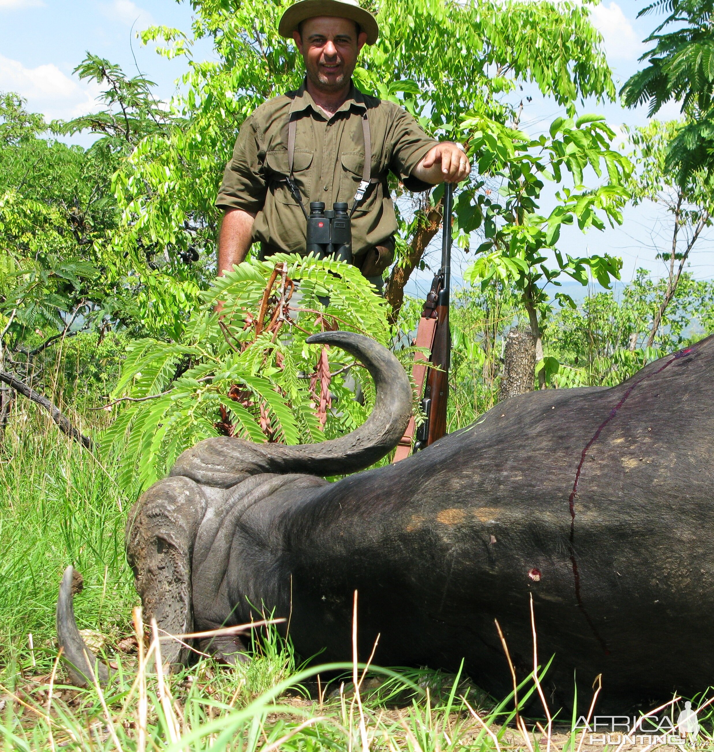 Cape buffalo