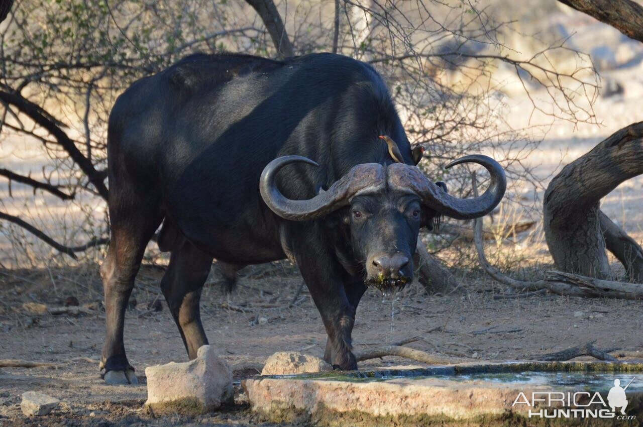 Cape Buffalo