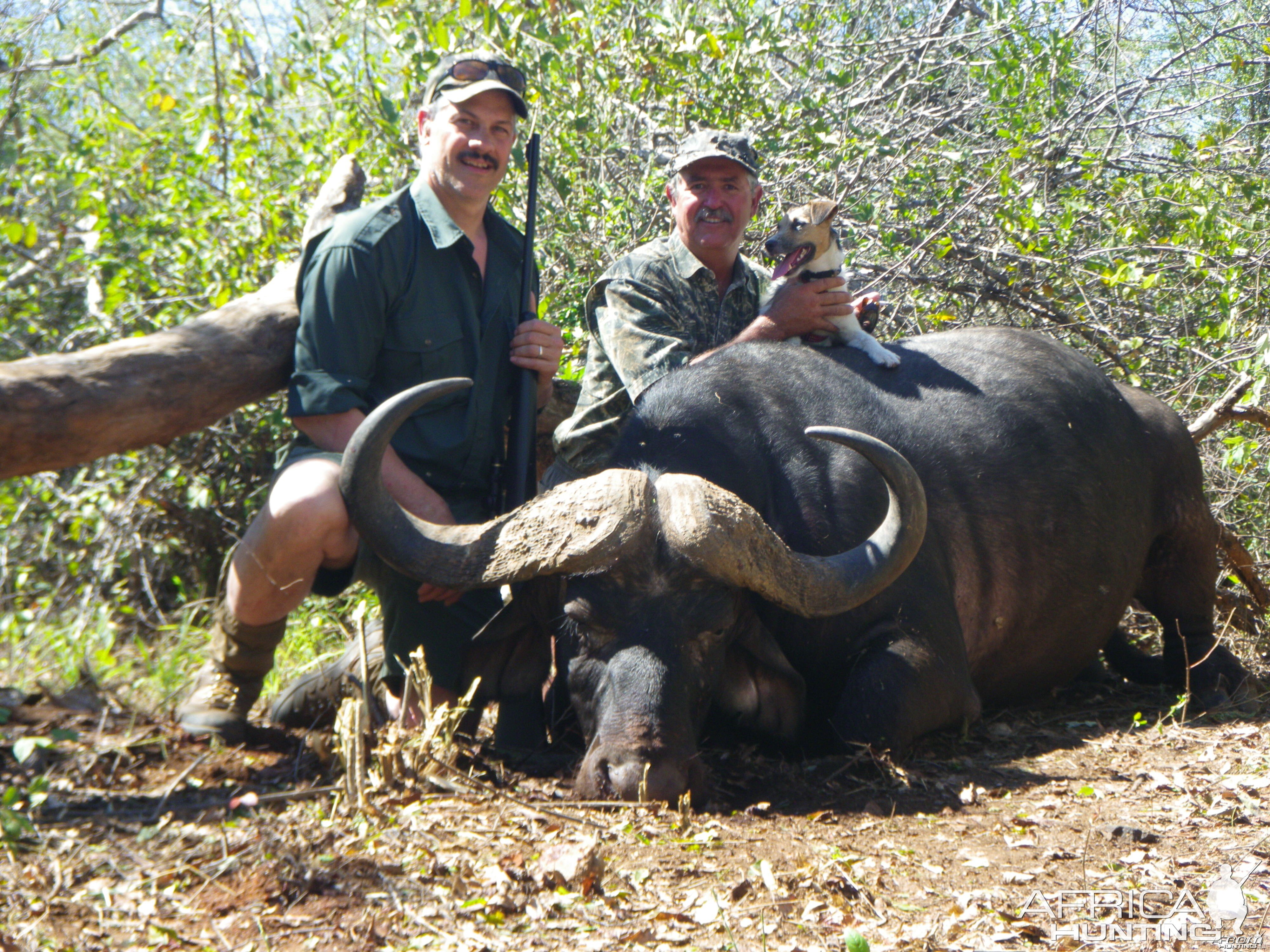 Cape Buffalo